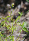 Einzelbild 2 Felsen-Gänsekresse - Arabis nova