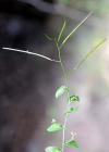 Einzelbild 4 Felsen-Gänsekresse - Arabis nova
