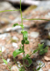 Einzelbild 8 Felsen-Gänsekresse - Arabis nova