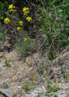 Einzelbild 7 Österreicher Rauke - Sisymbrium austriacum