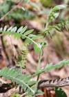 Einzelbild 2 Graue Vogel-Wicke - Vicia cracca subsp. incana