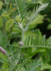 Einzelbild 3 Graue Vogel-Wicke - Vicia cracca subsp. incana