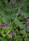 Einzelbild 4 Graue Vogel-Wicke - Vicia cracca subsp. incana
