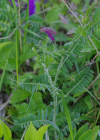 Einzelbild 6 Graue Vogel-Wicke - Vicia cracca subsp. incana