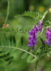 Einzelbild 7 Graue Vogel-Wicke - Vicia cracca subsp. incana