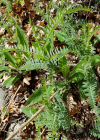 Einzelbild 8 Graue Vogel-Wicke - Vicia cracca subsp. incana