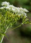 Einzelbild 2 Gelbfrüchtiger Kälberkropf - Chaerophyllum aureum