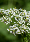 Einzelbild 3 Gelbfrüchtiger Kälberkropf - Chaerophyllum aureum