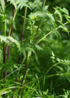 Einzelbild 4 Gelbfrüchtiger Kälberkropf - Chaerophyllum aureum