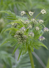 Einzelbild 7 Gelbfrüchtiger Kälberkropf - Chaerophyllum aureum