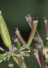Einzelbild 8 Gelbfrüchtiger Kälberkropf - Chaerophyllum aureum