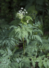 Einzelbild 1 Gelbfrüchtiger Kälberkropf - Chaerophyllum aureum