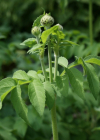 Einzelbild 5 Alpen-Schuppenkopf - Cephalaria alpina