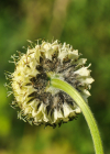 Einzelbild 8 Alpen-Schuppenkopf - Cephalaria alpina