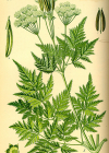 Einzelbild 1 Süssdolde - Myrrhis odorata