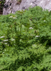 Einzelbild 5 Süssdolde - Myrrhis odorata