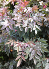 Einzelbild 2 Bereifte Rose - Rosa glauca