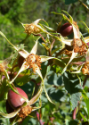 Einzelbild 3 Bereifte Rose - Rosa glauca