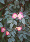 Einzelbild 4 Bereifte Rose - Rosa glauca