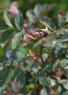 Einzelbild 5 Bereifte Rose - Rosa glauca