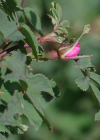 Einzelbild 6 Bereifte Rose - Rosa glauca