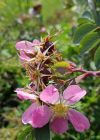 Einzelbild 7 Bereifte Rose - Rosa glauca