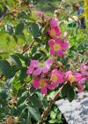 Einzelbild 8 Bereifte Rose - Rosa glauca