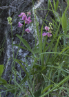Einzelbild 1 Verschiedenblättrige Platterbse - Lathyrus heterophyllus