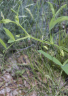 Einzelbild 2 Verschiedenblättrige Platterbse - Lathyrus heterophyllus