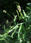 Einzelbild 5 Verschiedenblättrige Platterbse - Lathyrus heterophyllus