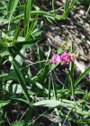 Einzelbild 6 Verschiedenblättrige Platterbse - Lathyrus heterophyllus