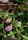 Einzelbild 8 Verschiedenblättrige Platterbse - Lathyrus heterophyllus