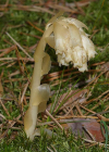 Einzelbild 2 Fichtenspargel - Monotropa hypopitys aggr.