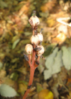 Einzelbild 4 Fichtenspargel - Monotropa hypopitys aggr.