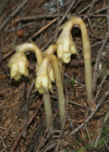 Einzelbild 5 Fichtenspargel - Monotropa hypopitys aggr.