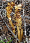 Einzelbild 8 Fichtenspargel - Monotropa hypopitys aggr.