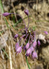 Einzelbild 6 Gewöhnlicher Gekielter Lauch - Allium carinatum subsp. carinatum