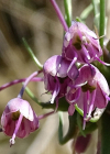 Einzelbild 7 Gewöhnlicher Gekielter Lauch - Allium carinatum subsp. carinatum