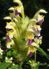 Einzelbild 3 Bunter Hohlzahn - Galeopsis speciosa