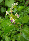 Einzelbild 5 Bunter Hohlzahn - Galeopsis speciosa