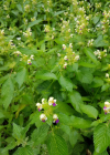 Einzelbild 7 Bunter Hohlzahn - Galeopsis speciosa
