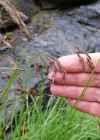 Einzelbild 4 Schöner Schwingel - Festuca pulchella
