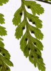 Einzelbild 8 Zerbrechlicher Blasenfarn - Cystopteris fragilis