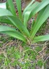 Einzelbild 4 Lichtblume - Bulbocodium vernum