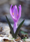 Einzelbild 5 Lichtblume - Bulbocodium vernum