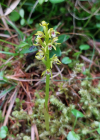 Einzelbild 1 Korallenwurz - Corallorhiza trifida