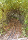 Einzelbild 2 Korb-Weide - Salix viminalis