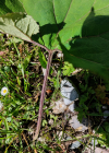 Einzelbild 7 Rote Pestwurz - Petasites hybridus