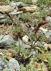 Einzelbild 8 Zweizeiliger Goldhafer - Trisetum distichophyllum