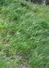 Einzelbild 6 Wolliges Reitgras - Calamagrostis villosa